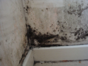 Mould on Ceiling